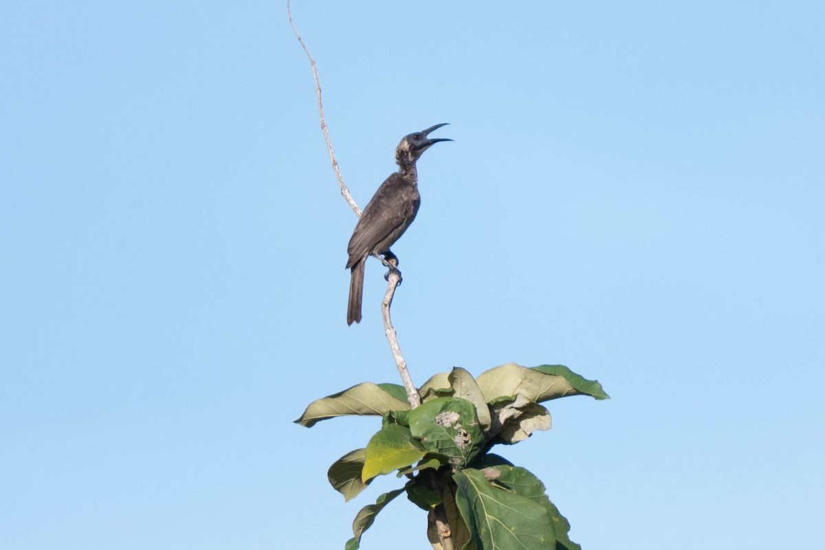 Helmeted Friarbird (New Guinea) - ML611263393