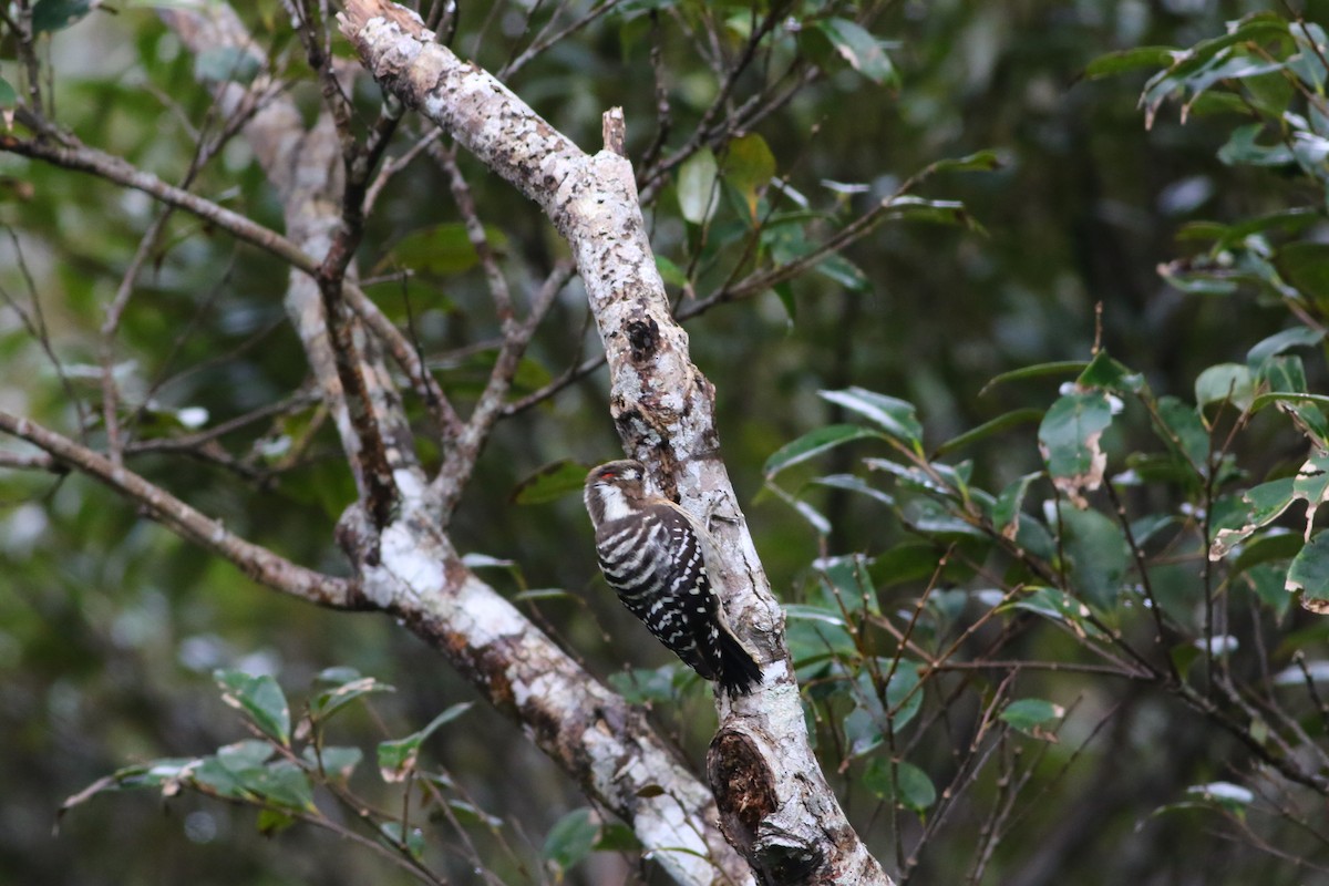 Japanese Pygmy Woodpecker - ML611263395