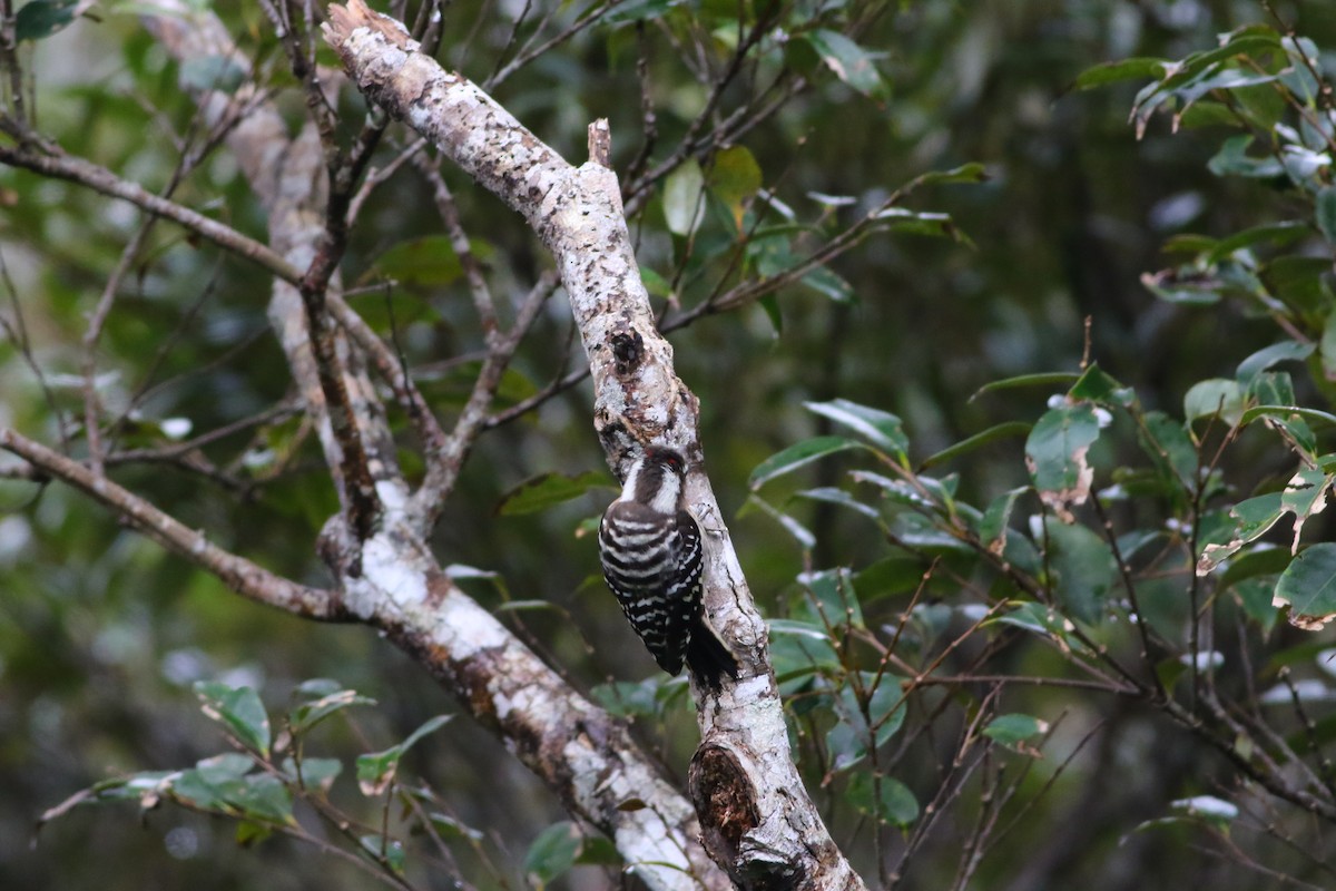 Japanese Pygmy Woodpecker - ML611263408