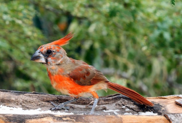 Male Vermilion Cardinal undergoing Preformative Molt.&nbsp; - Vermilion Cardinal - 