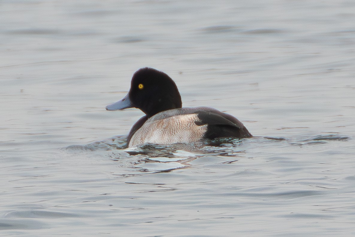 Greater Scaup - ML611263752