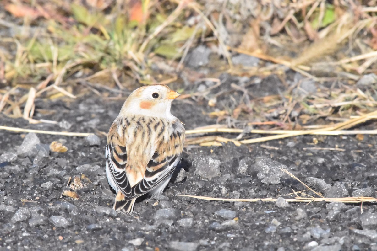 Snow Bunting - Kyle Arvin