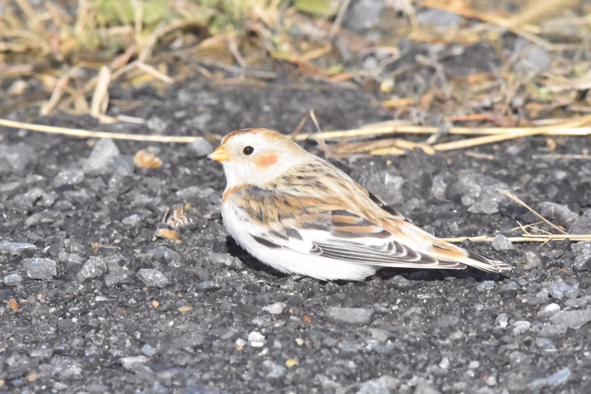 Snow Bunting - Kyle Arvin