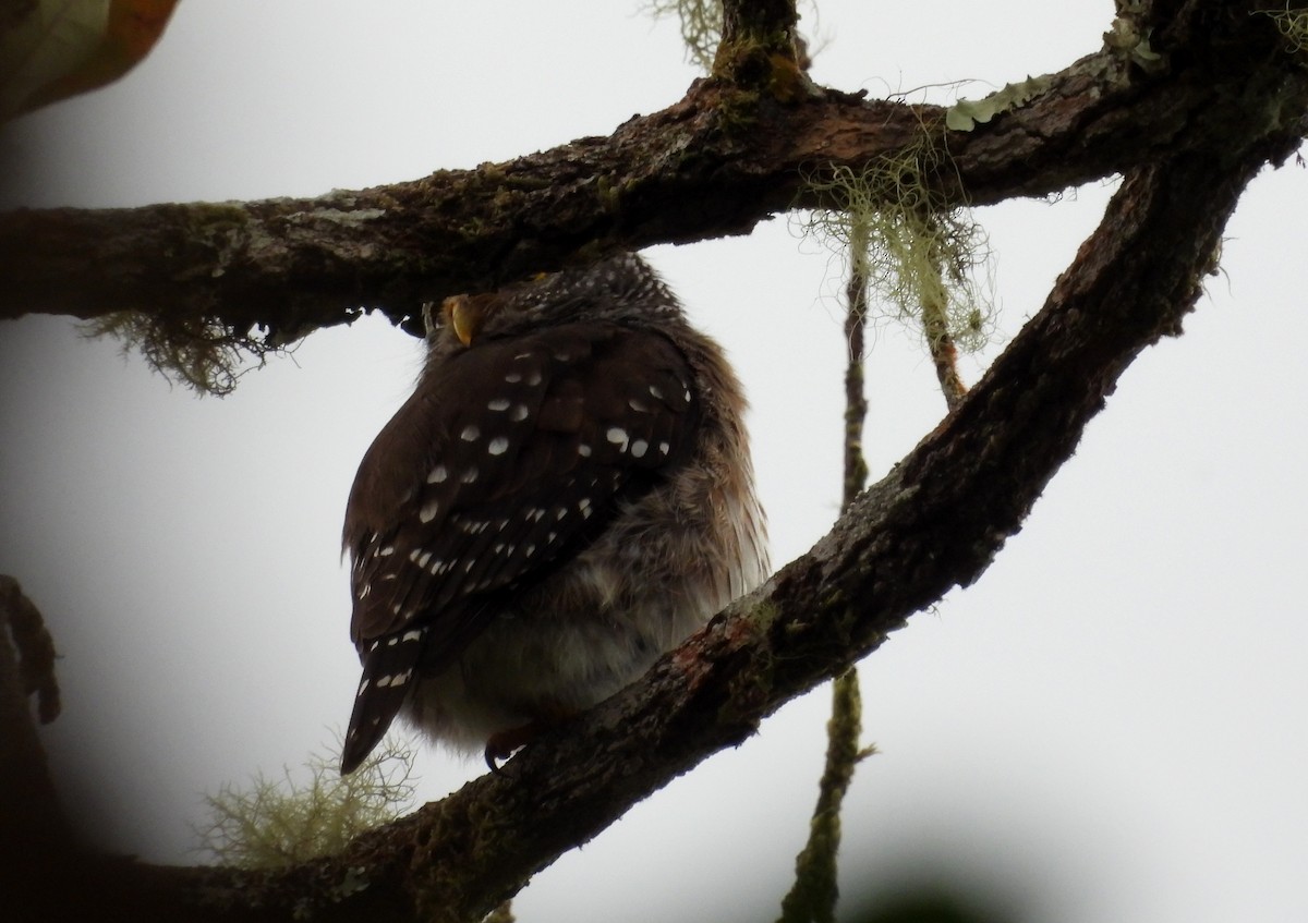 Subtropical Pygmy-Owl - ML611264764