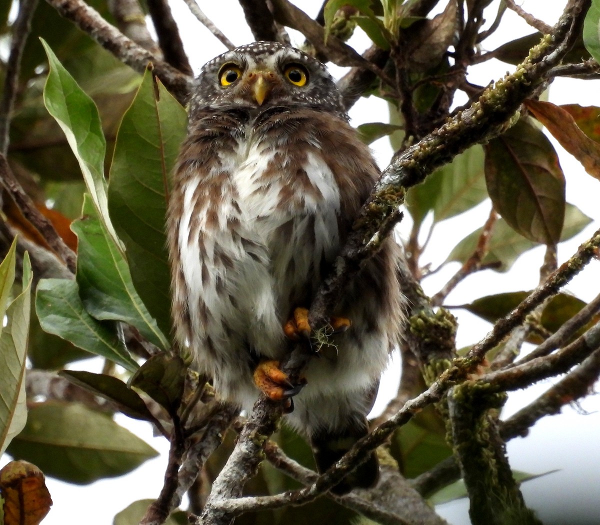 Subtropical Pygmy-Owl - ML611264766