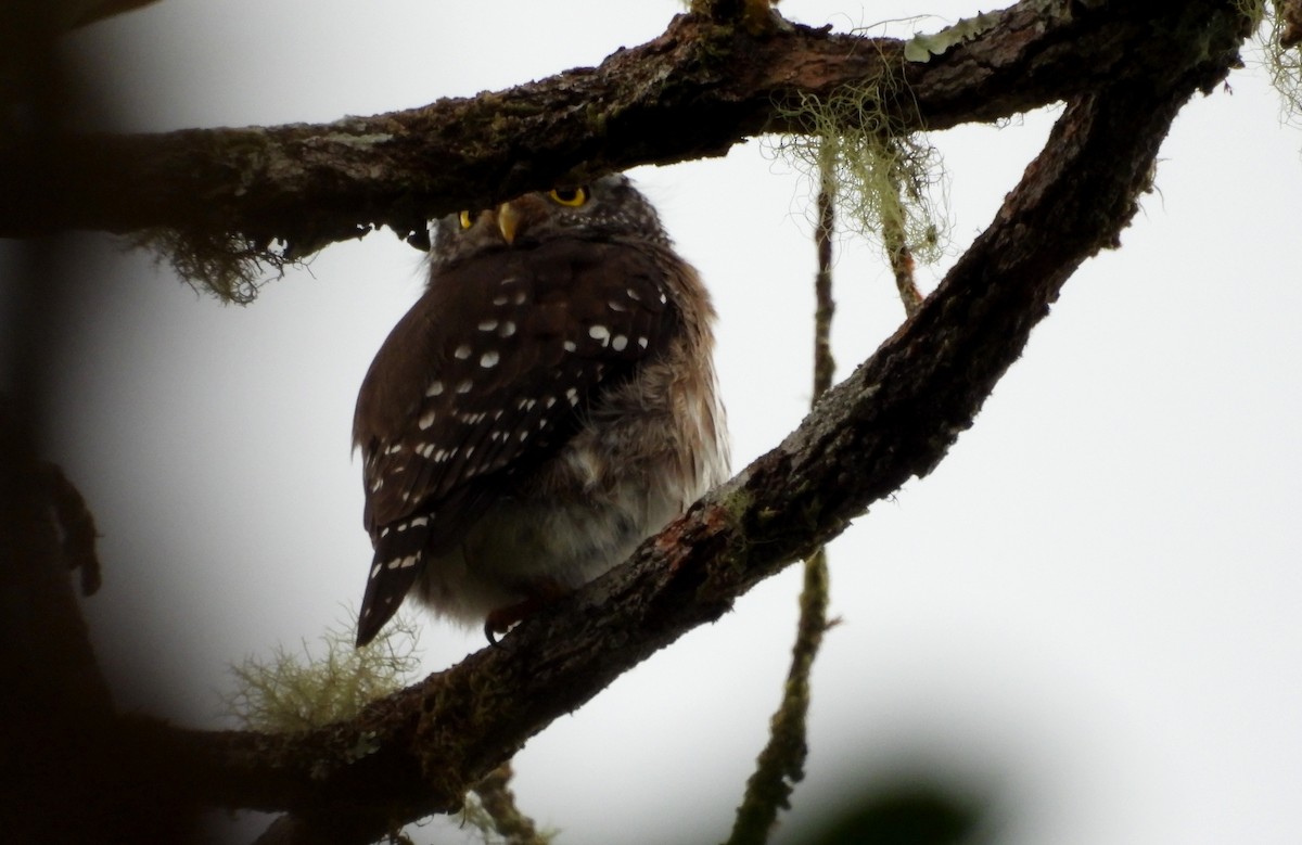 Subtropical Pygmy-Owl - ML611264768