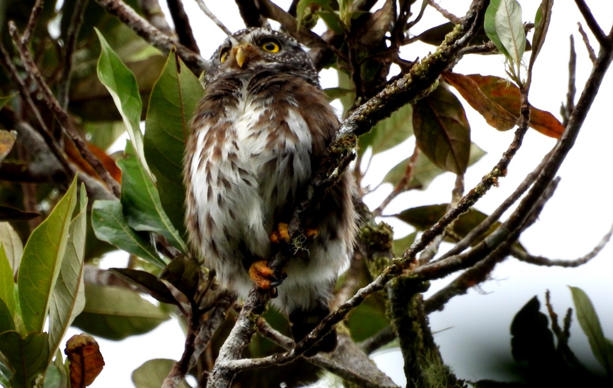 Subtropical Pygmy-Owl - ML611264769