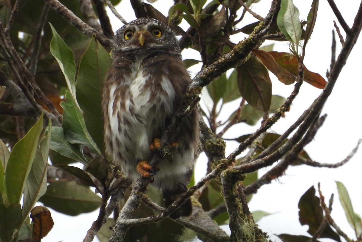 Subtropical Pygmy-Owl - ML611264771