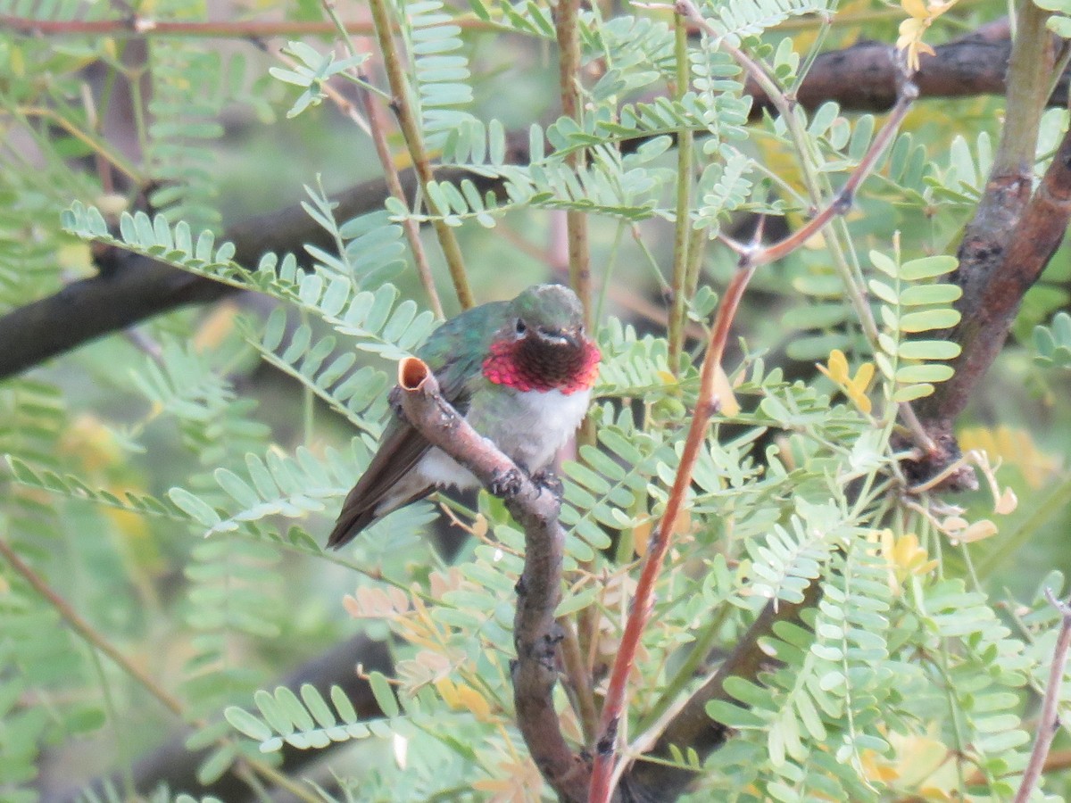 Broad-tailed Hummingbird - ML611264922