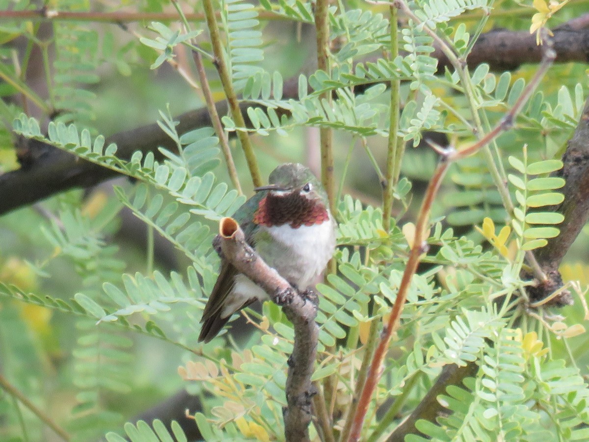Broad-tailed Hummingbird - ML611264924