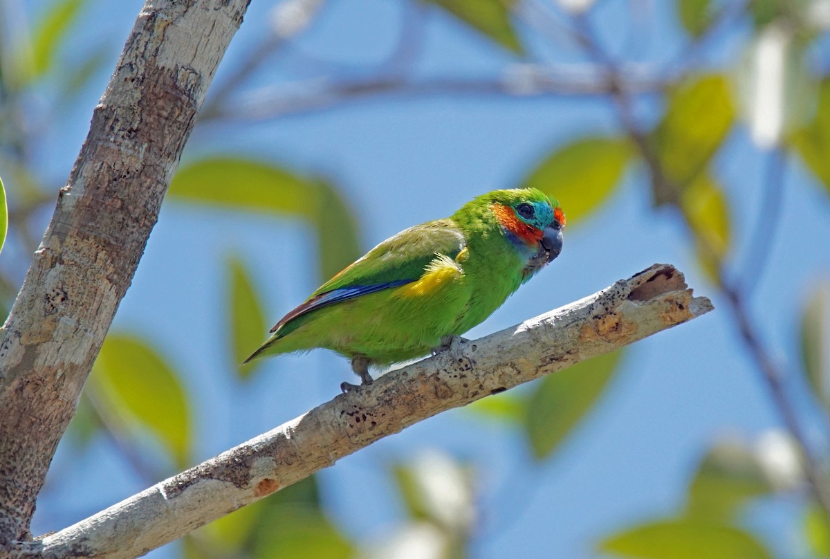 Double-eyed Fig-Parrot - ML611264964