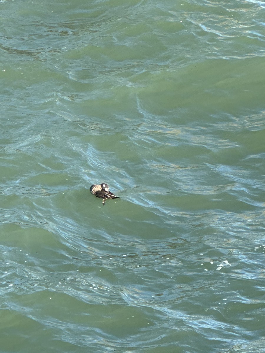 eBird Checklist 18 Nov 2023 Lakefront ReservationEdgewater Park