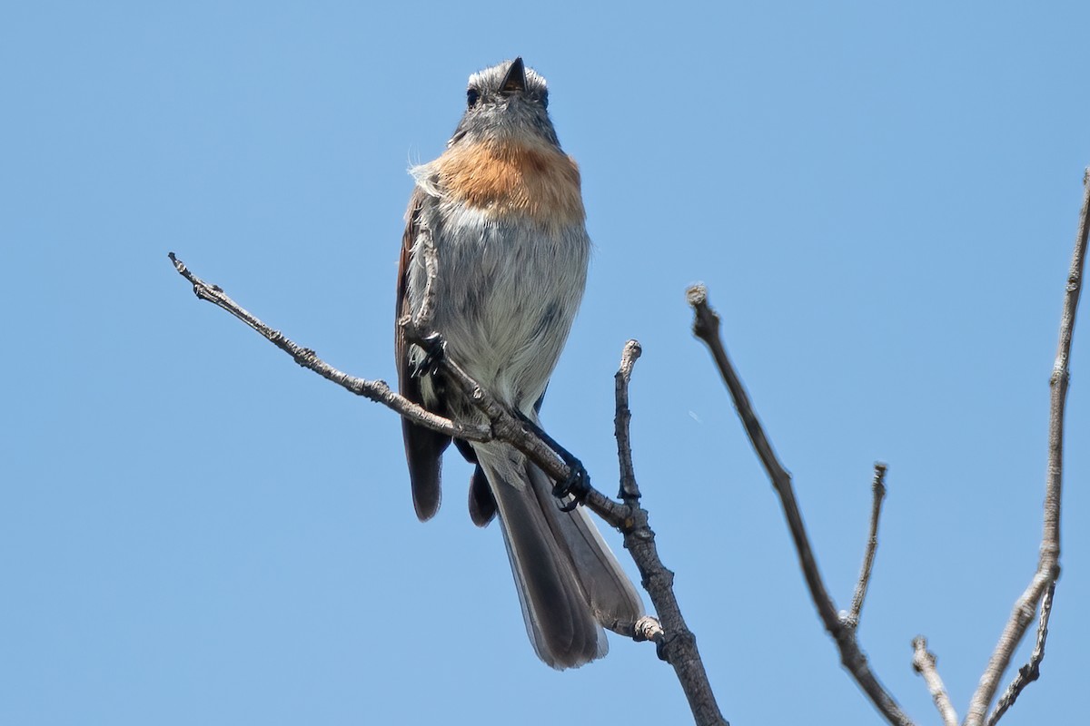 Rufous-breasted Chat-Tyrant - ML611265117