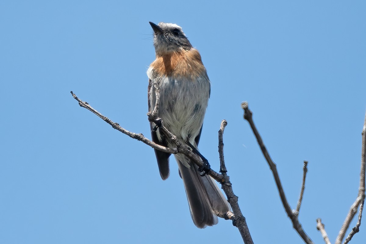 Rufous-breasted Chat-Tyrant - Allen Chartier