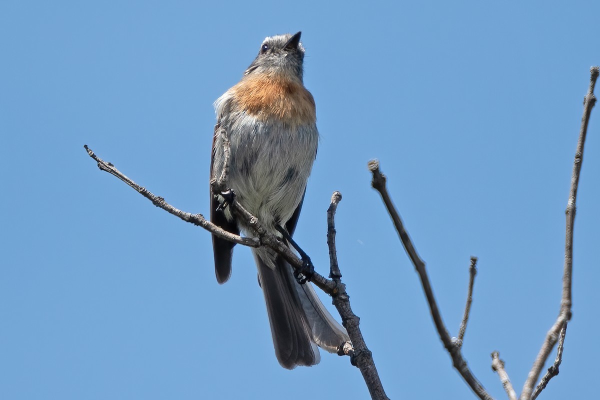 Rufous-breasted Chat-Tyrant - ML611265120