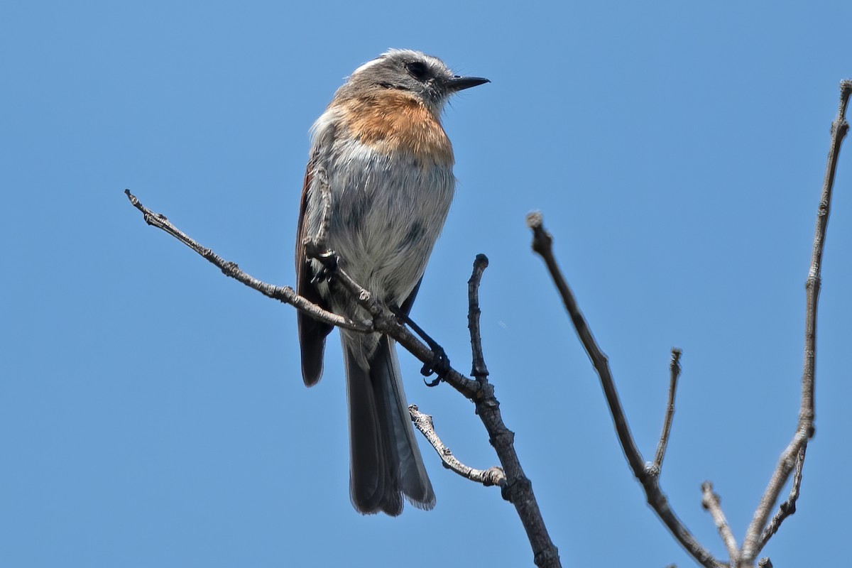 Rufous-breasted Chat-Tyrant - ML611265123