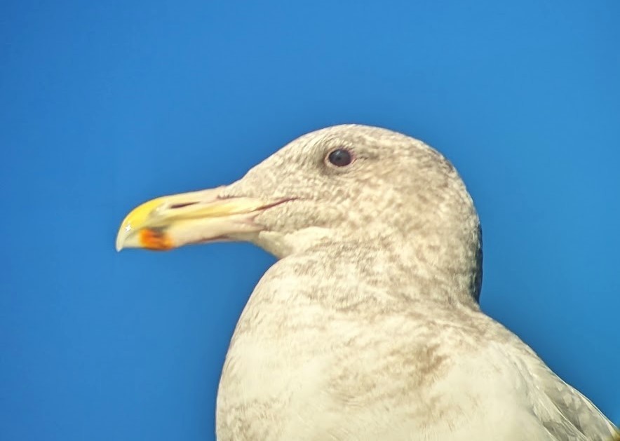 Western x Glaucous-winged Gull (hybrid) - Jon. Anderson