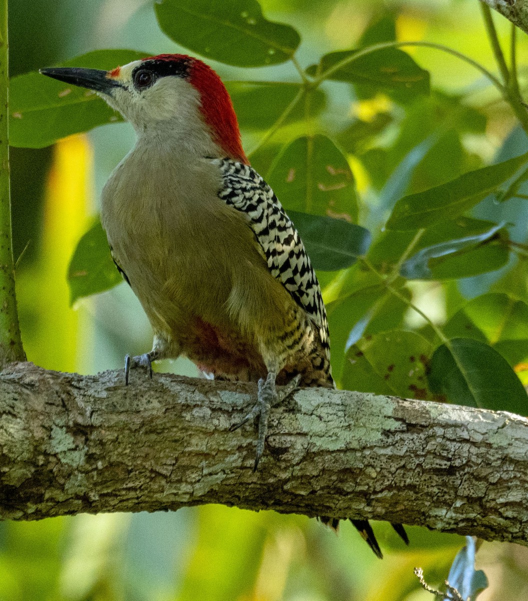 West Indian Woodpecker - Richard Thunen