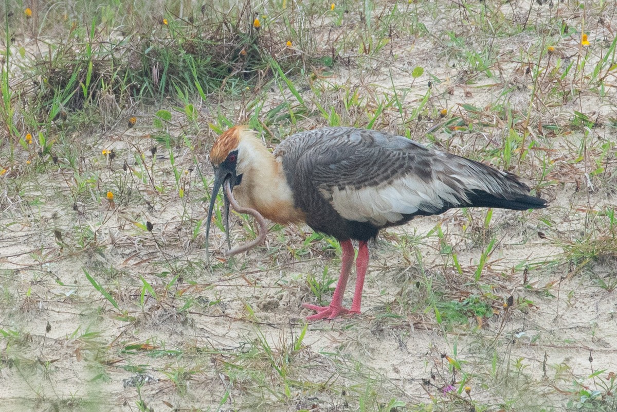 ibis bělokřídlý - ML611266362