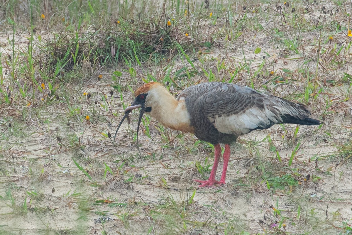 ibis bělokřídlý - ML611266364