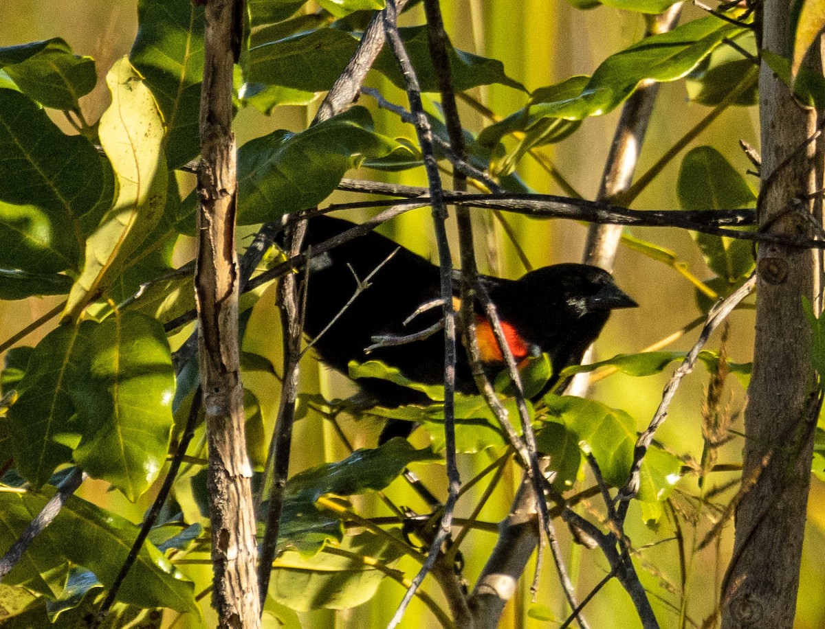 Red-shouldered Blackbird - ML611266471