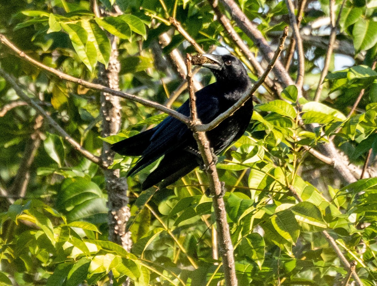Cuban Palm-Crow - ML611266861