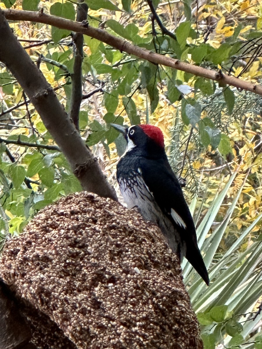 EBird Checklist 16 Nov 2023 Portal 30 Species