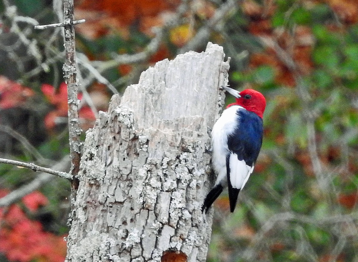 Red-headed Woodpecker - ML611267387