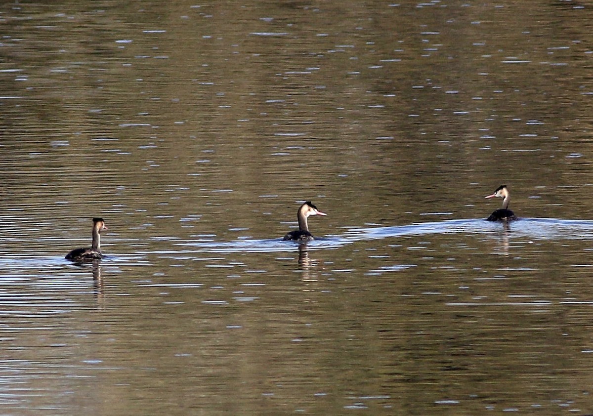 Great Crested Grebe - ML611267572