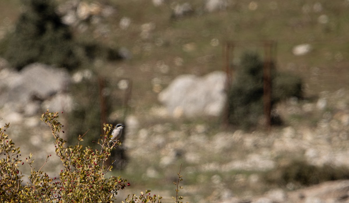 Iberian Gray Shrike - ML611267686