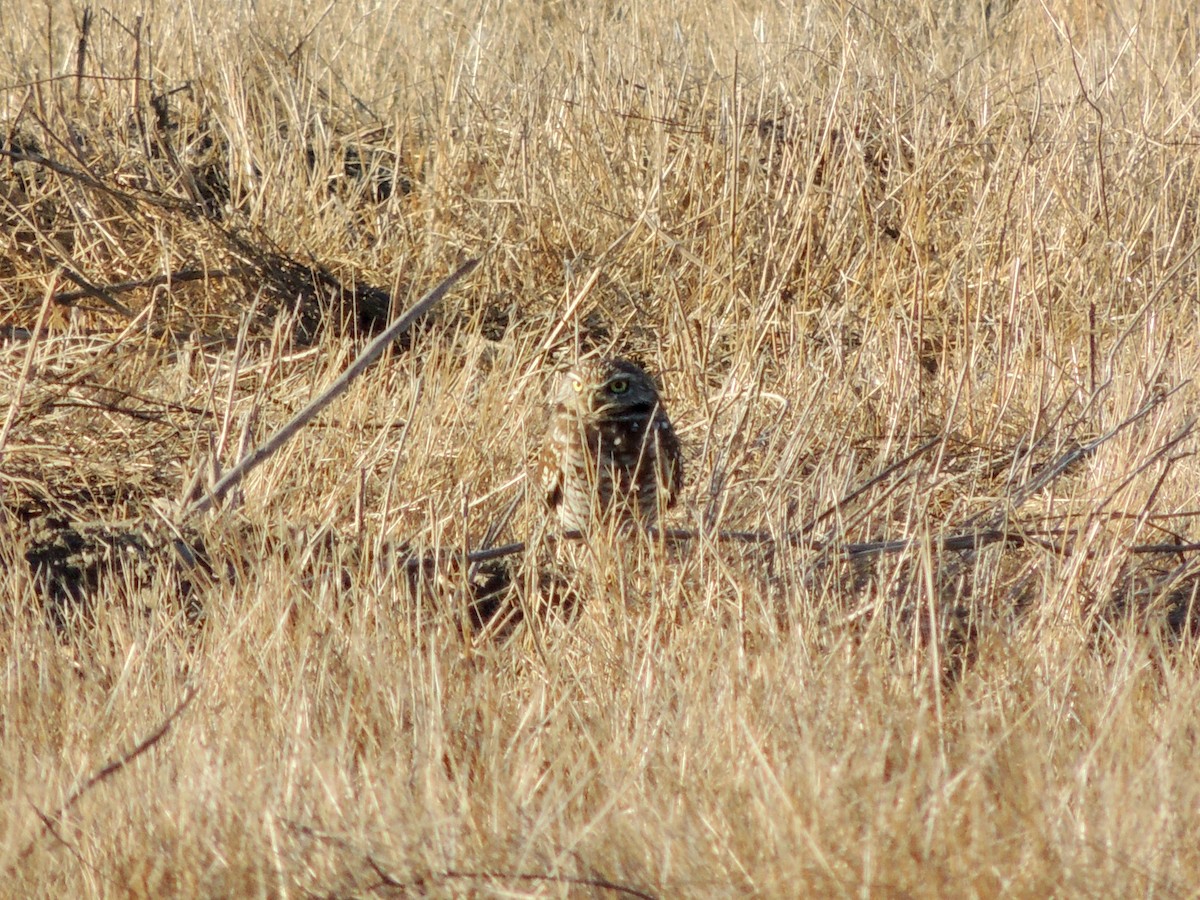 Burrowing Owl - ML611267790