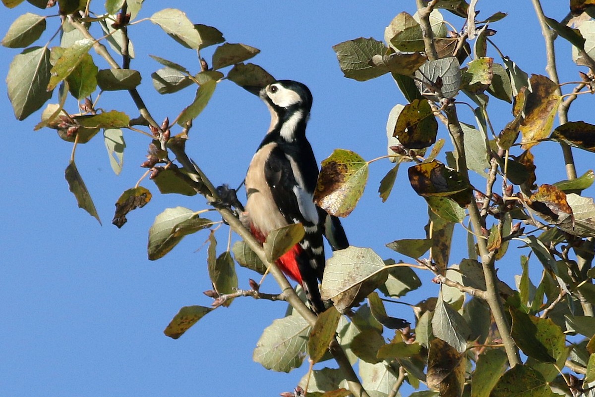 Great Spotted Woodpecker - ML611267806