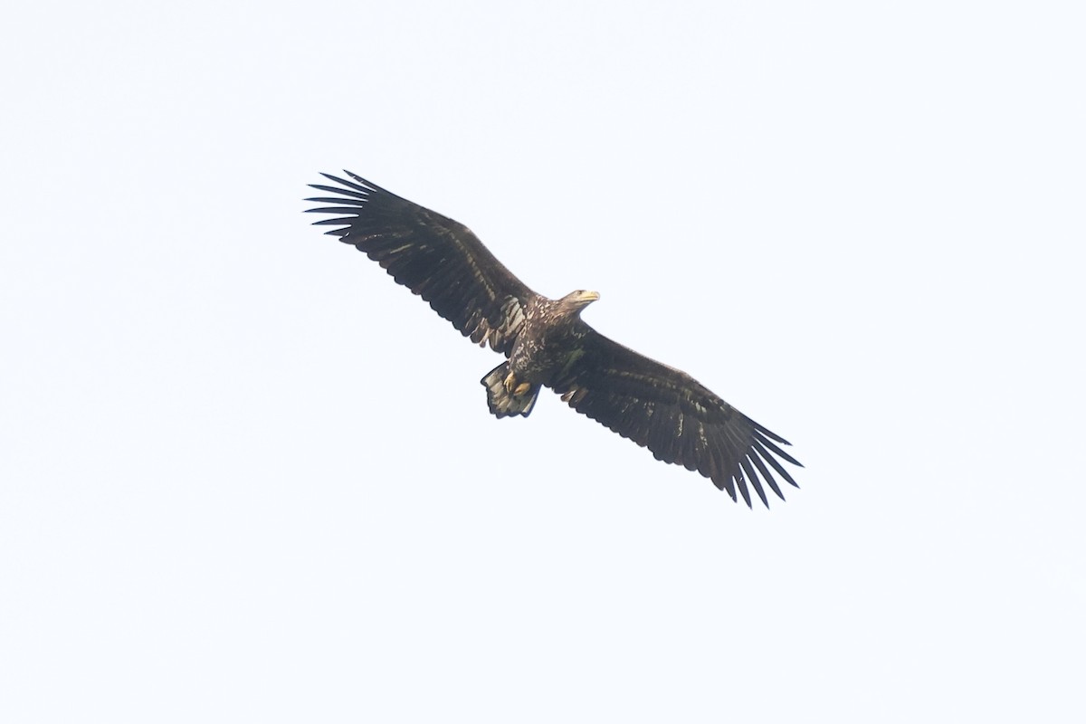 White-tailed Eagle - ML611267956