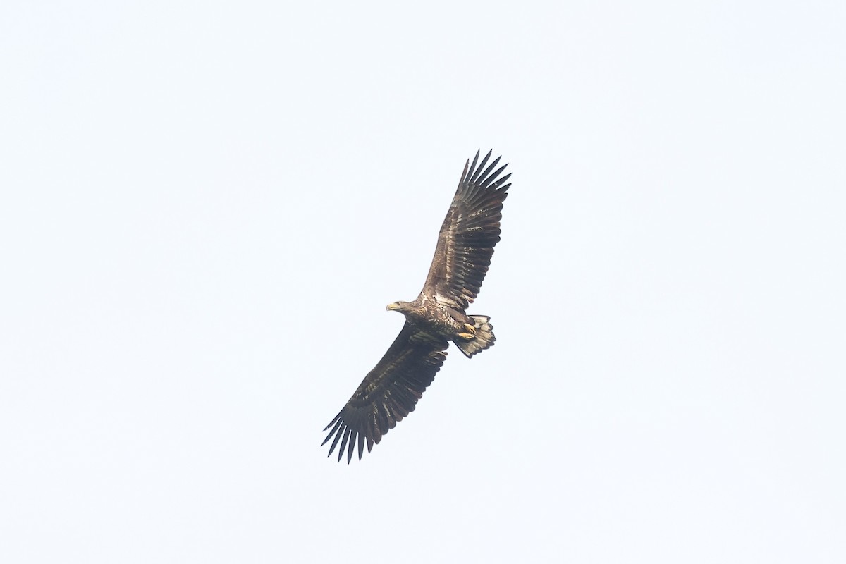 White-tailed Eagle - ML611267973