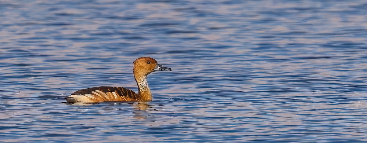 Fulvous Whistling-Duck - ML611268392