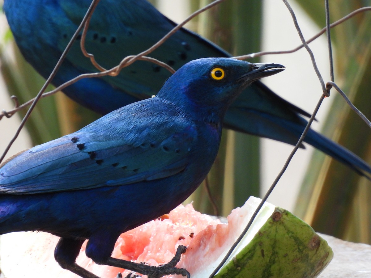Greater Blue-eared Starling - ML611268473