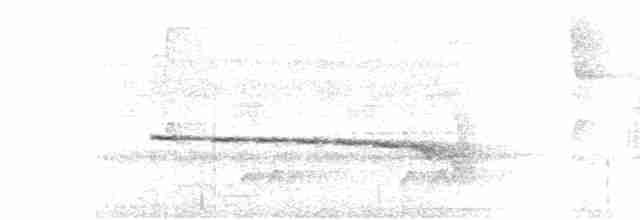 Rotschwanz-Ameisenvogel - ML611268543