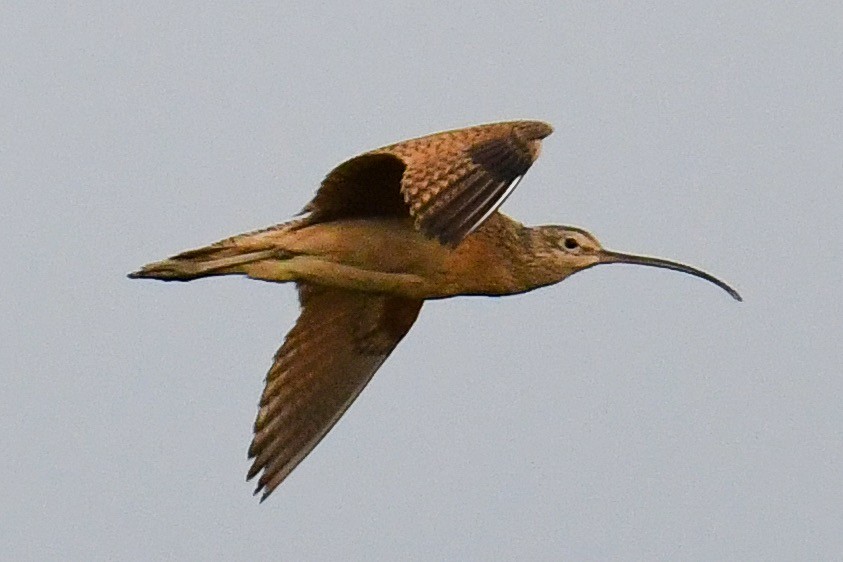 Long-billed Curlew - ML61126871