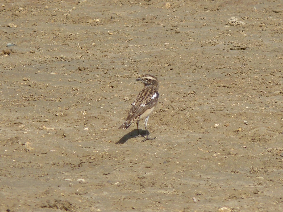 Whinchat - ML611268915