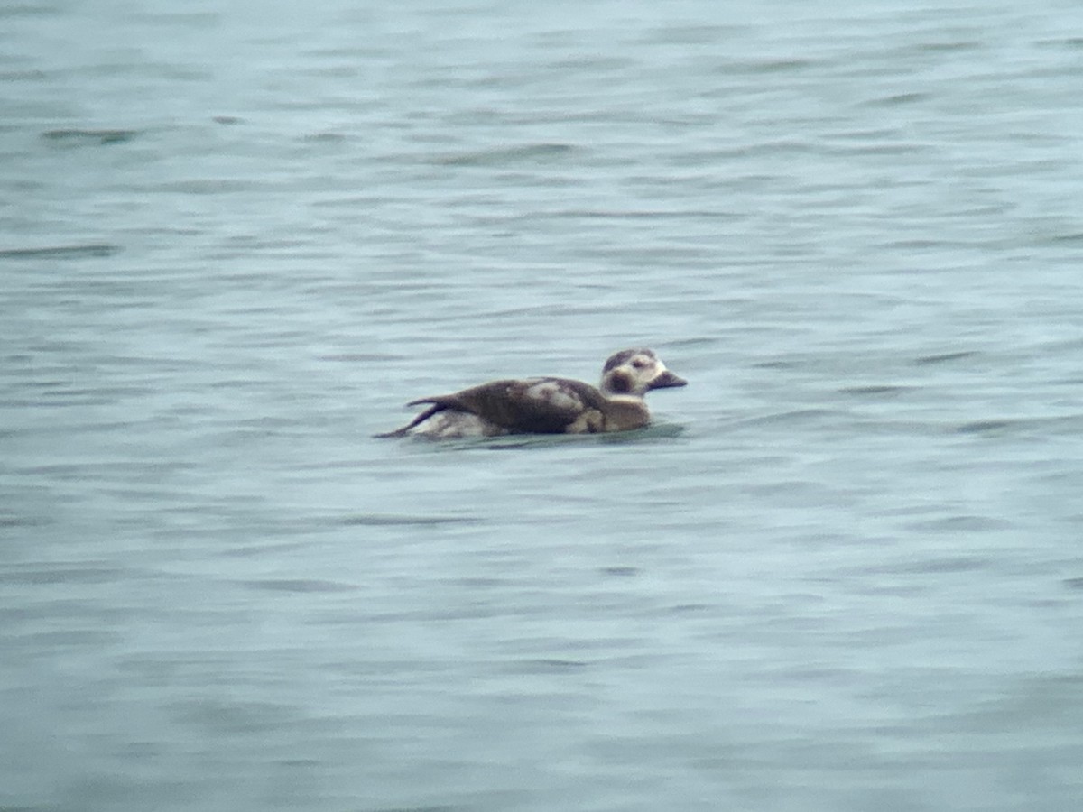 Long-tailed Duck - ML611269214