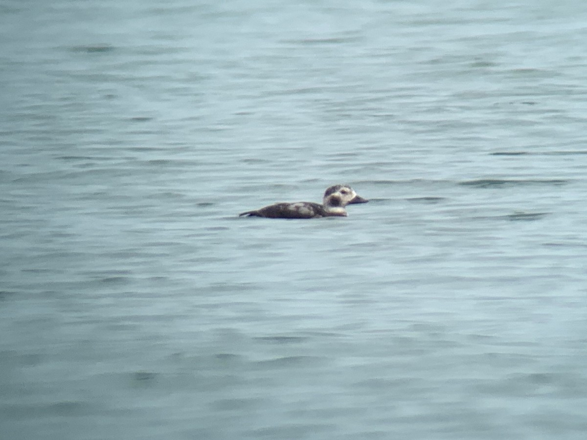Long-tailed Duck - ML611269215
