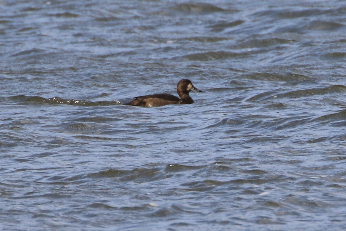 Greater Scaup - ML611269864