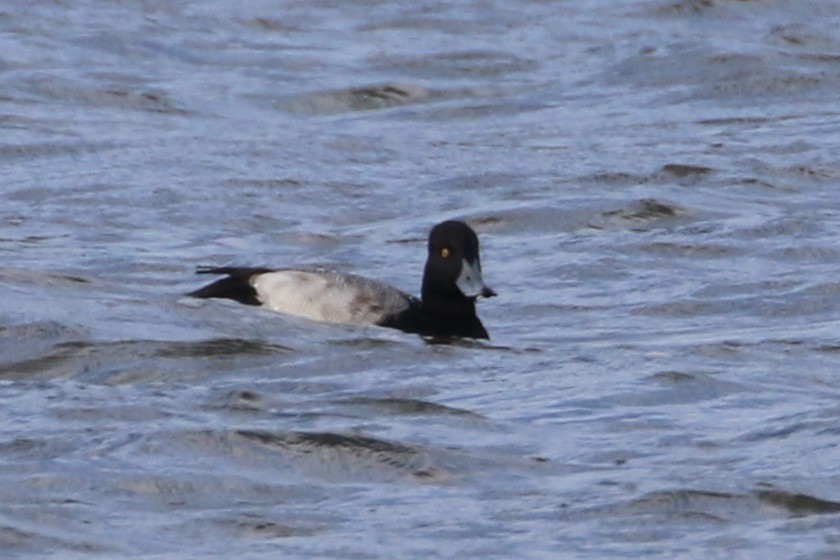 Greater Scaup - ML611269865