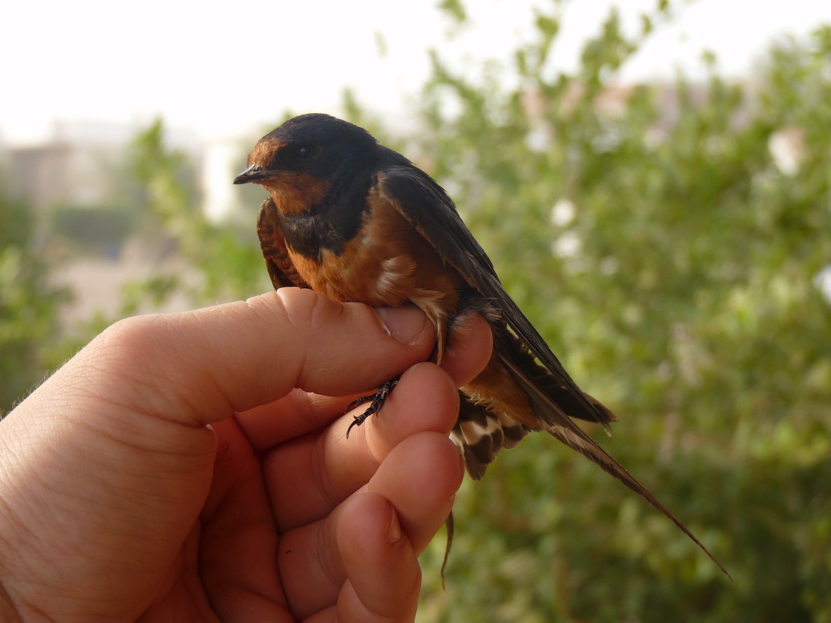 Barn Swallow (Egyptian) - ML611269906