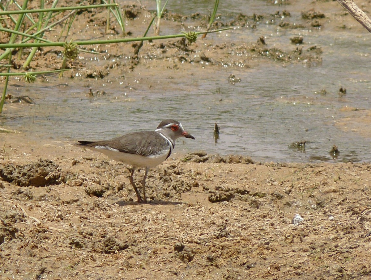 Three-banded Plover - ML611270037