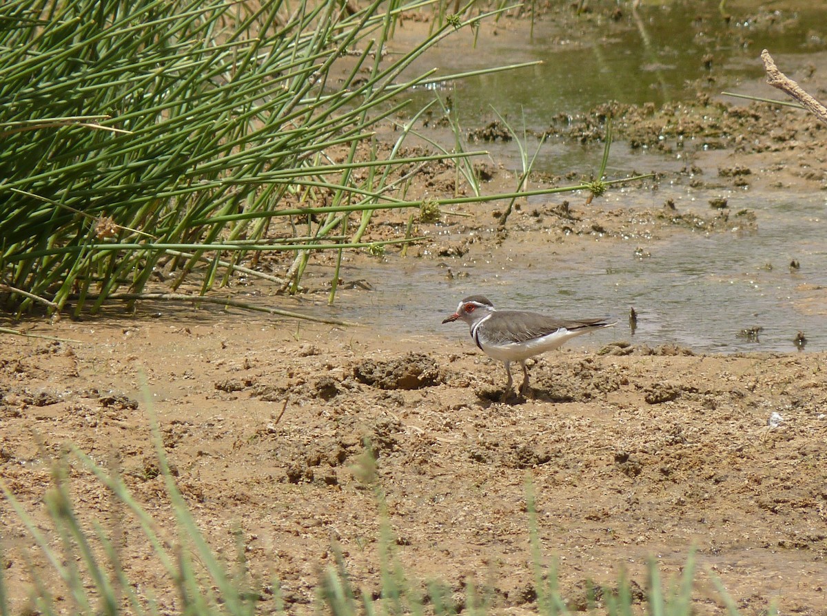 Three-banded Plover - ML611270038