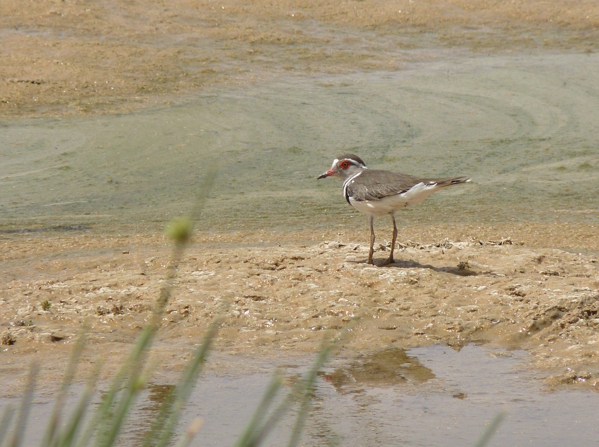 Three-banded Plover - ML611270039