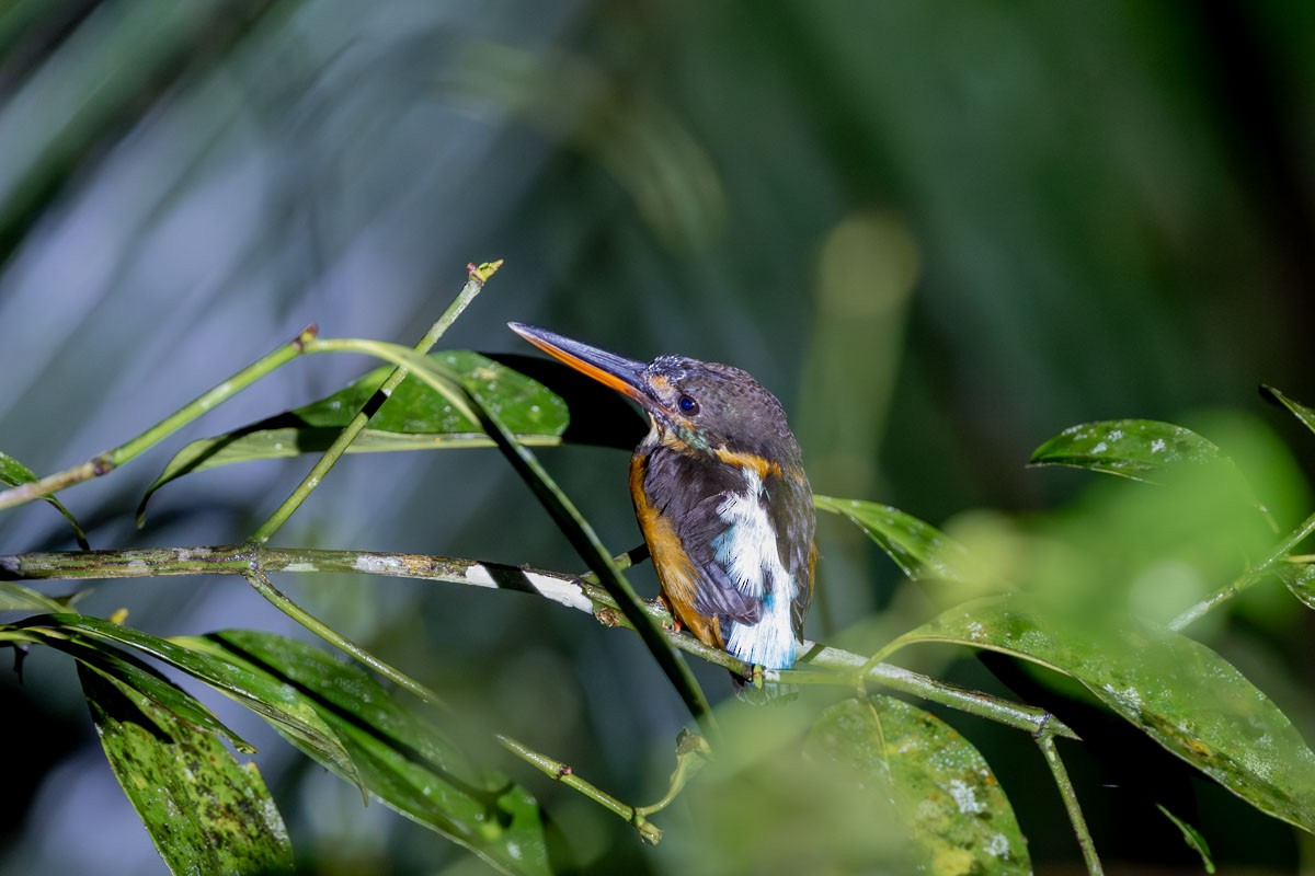Malaysian Blue-banded Kingfisher - ML611270121