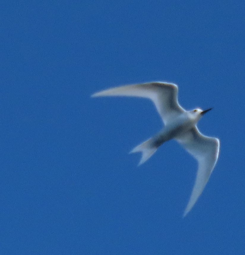 White Tern - Karen Lintala
