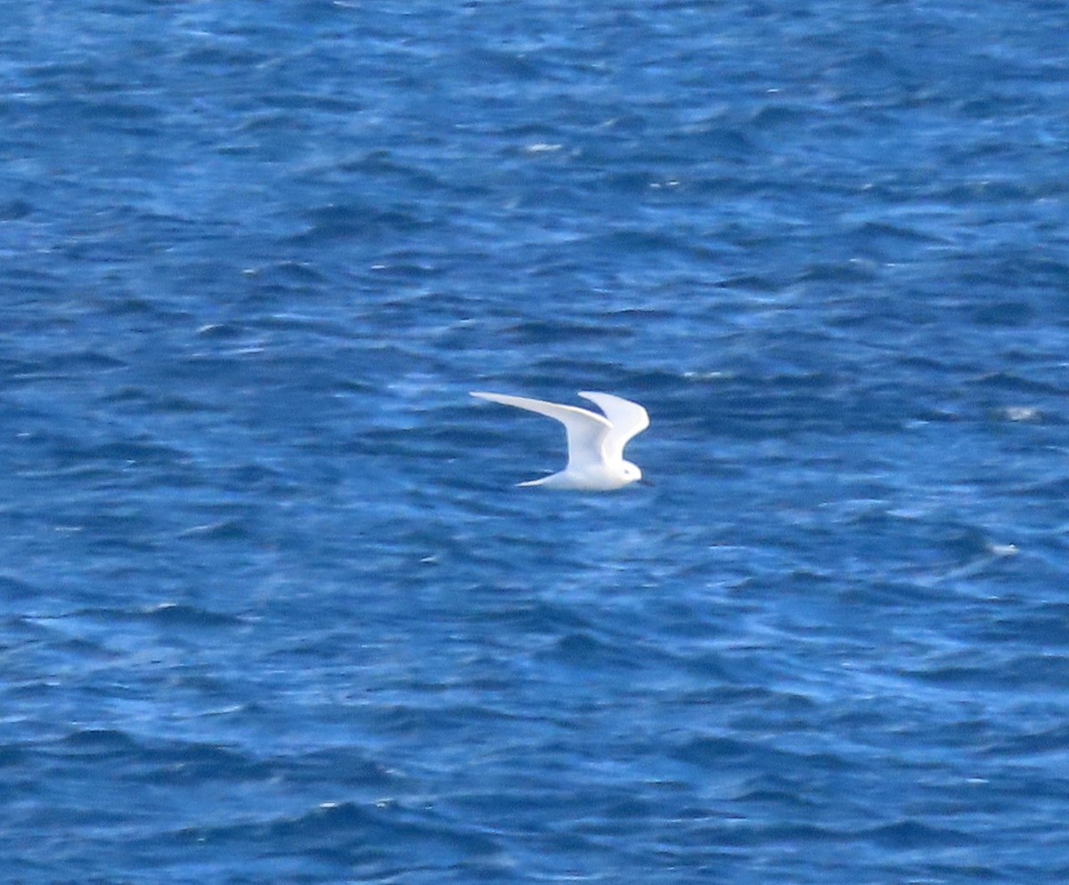 White Tern - ML611270393